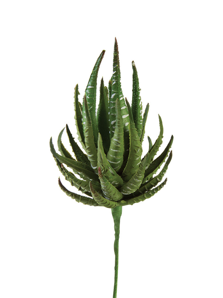 2130024GR 7" Haworthia 2"D - A&B Wholesale Market Inc