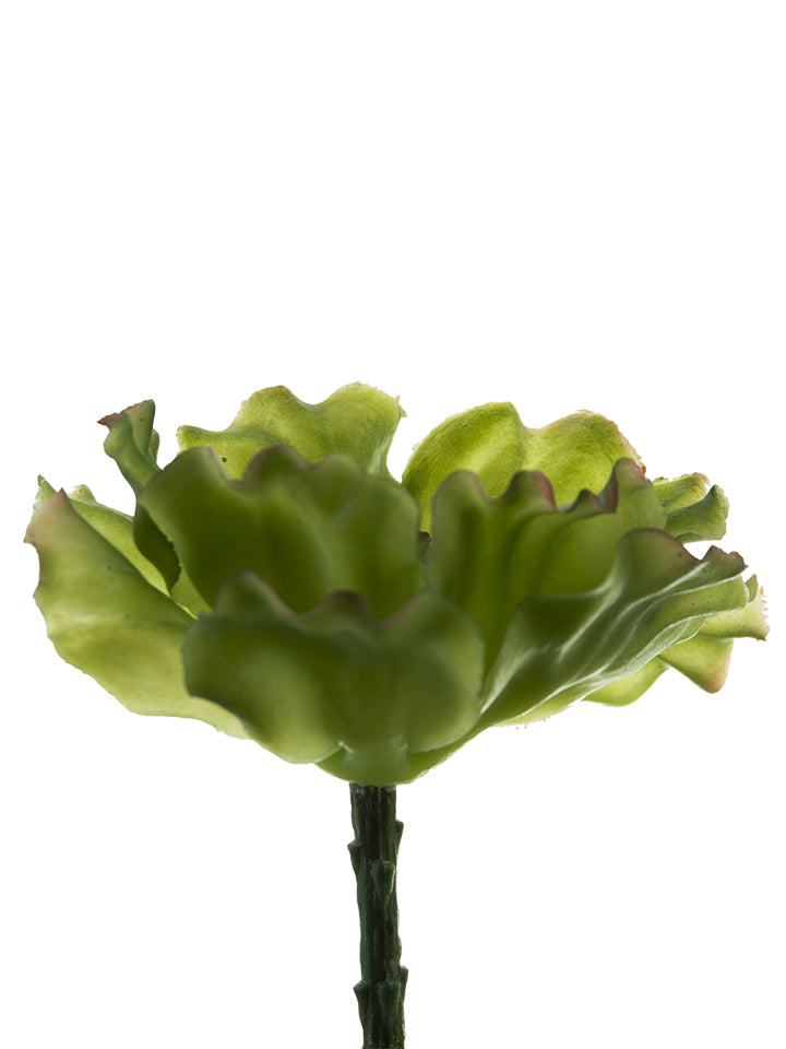 2130054GP 6" Cabbage Pick - A&B Wholesale Market Inc