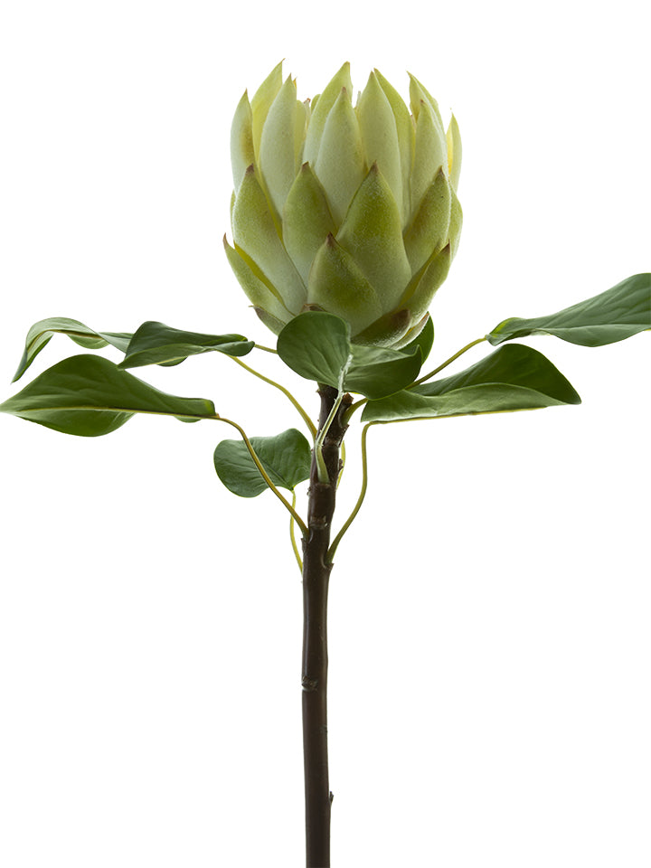 2258015CR | 26" | LARGE KING PROTEA | CREAM - A&B Wholesale Market Inc