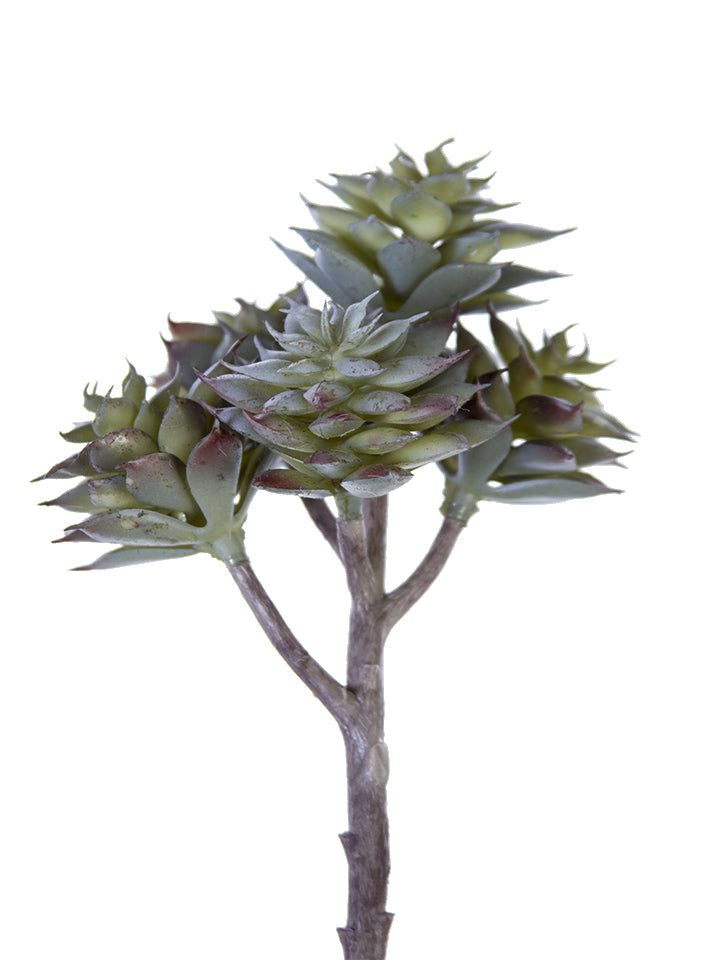 2130128GG 7.5" Echeveria Chinesis Pick - A&B Wholesale Market Inc
