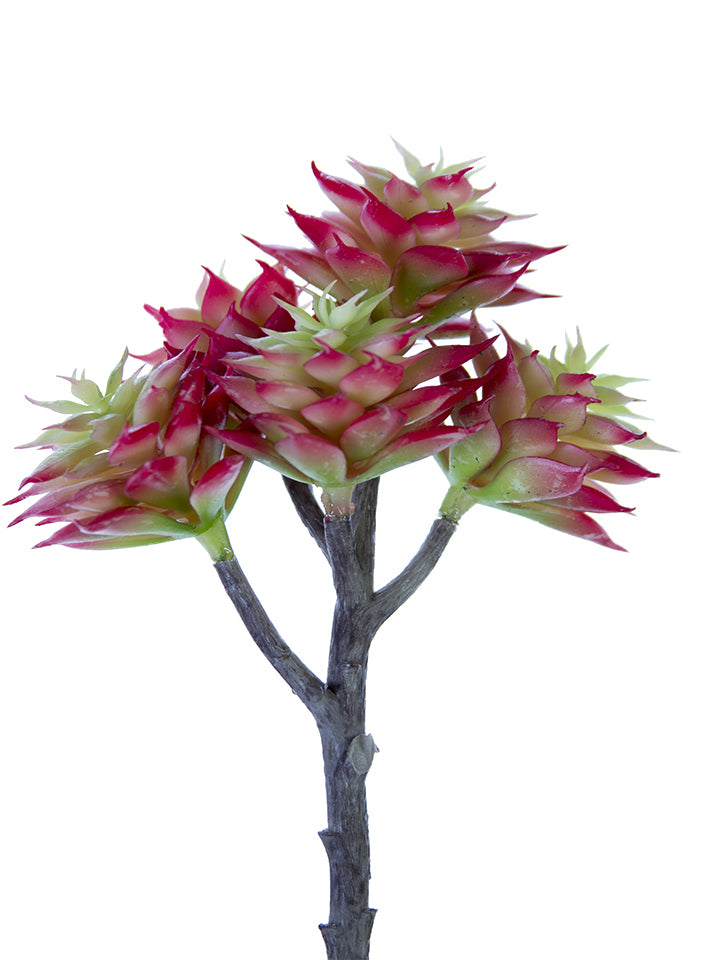 2130128RG 7.5" ECHEVERIA CHINESIS PICK - A&B Wholesale Market Inc