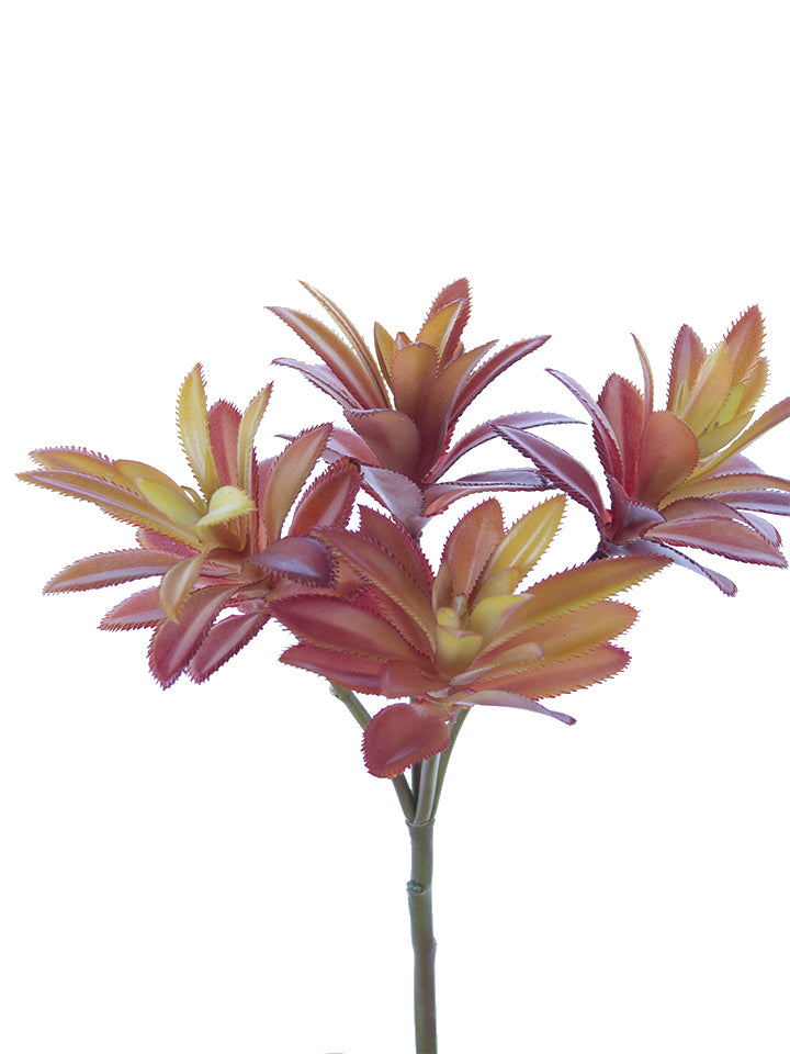2130143OR 12" Aeonium Pick x4 - A&B Wholesale Market Inc