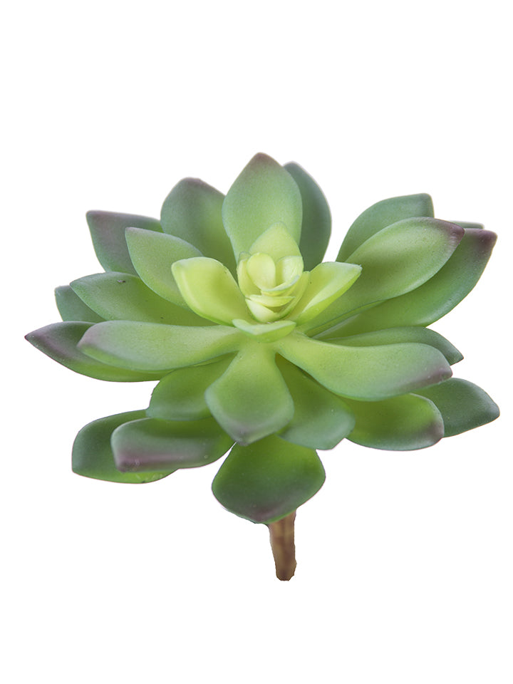 2130157GR 4" Aeonium Plant - A&B Wholesale Market Inc