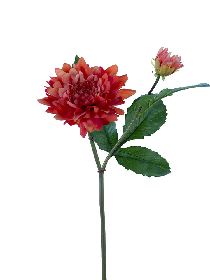 2257000OR | 21" | DAHLIA 1F1B | FRESH TOUCH | ORANGE - A&B Wholesale Market Inc