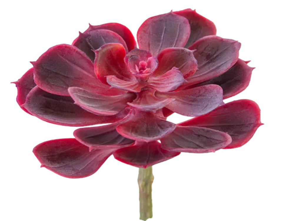 2130204RD 5.5" Echeveria Pick Red - A&B Wholesale Market Inc