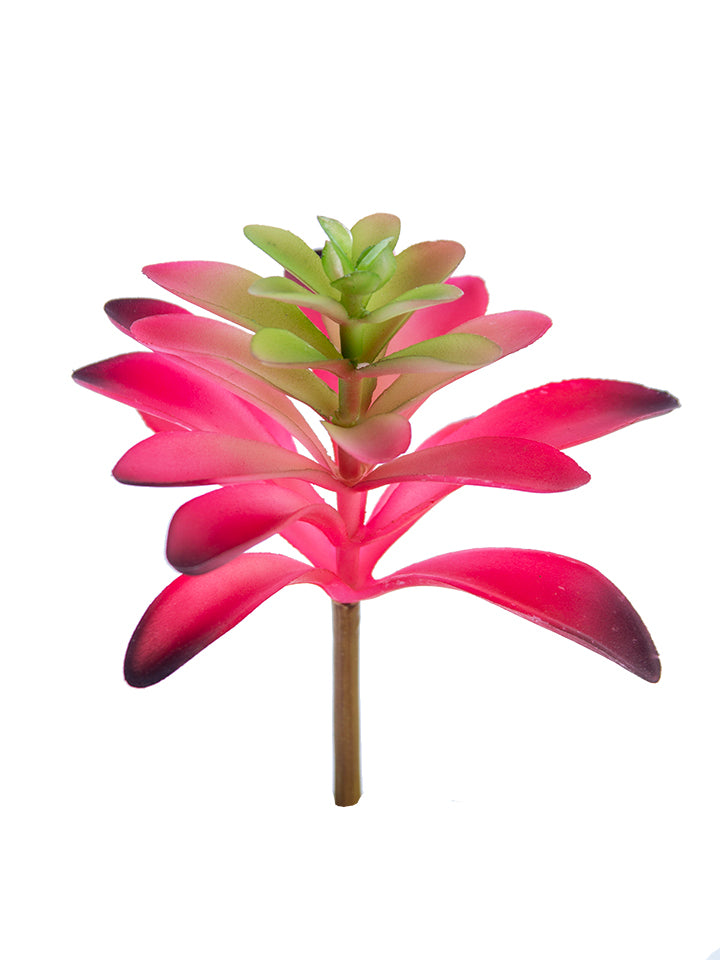 2130226RG 7" Aeonium Pick - A&B Wholesale Market Inc