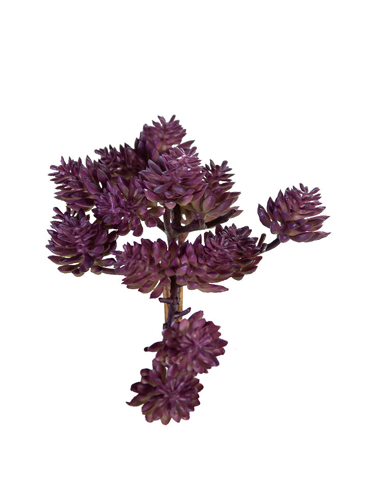 2130228PP 5" Sedum Pick - A&B Wholesale Market Inc