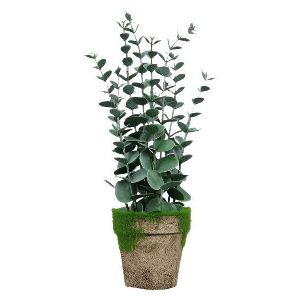11509 Eucalyptus In Planter - A&B Wholesale Market Inc