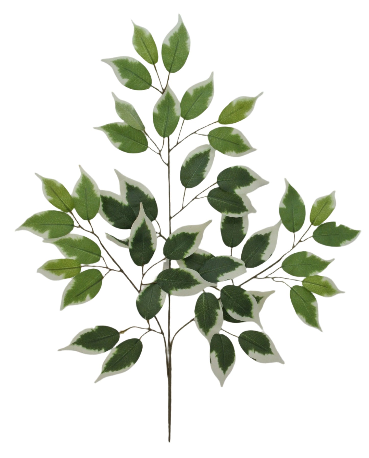 57000-VARIEGATE 23" Ficus Spray x3 - A&B Wholesale Market Inc