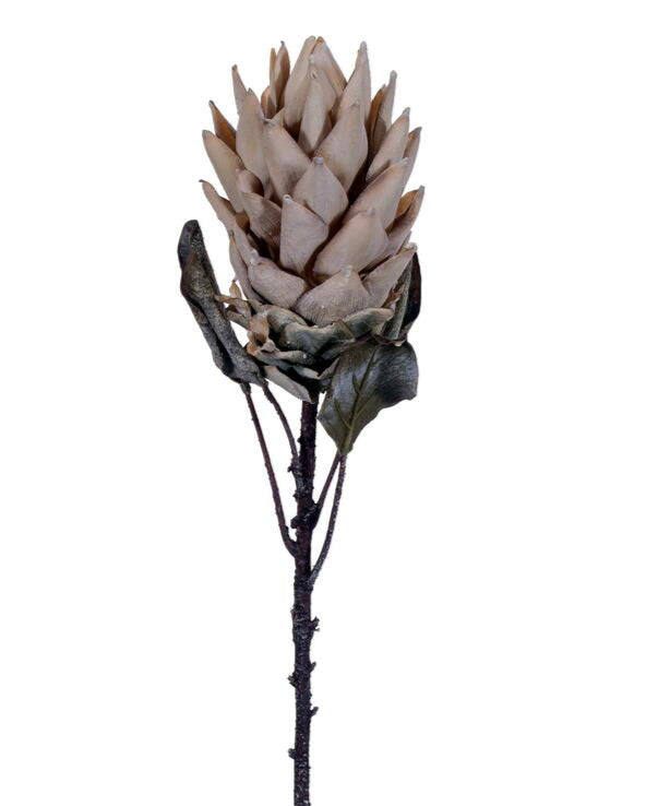 FMA230110 30.5" CREAM DRIED PROTEA STEM 2/BAG - A&B Wholesale Market Inc