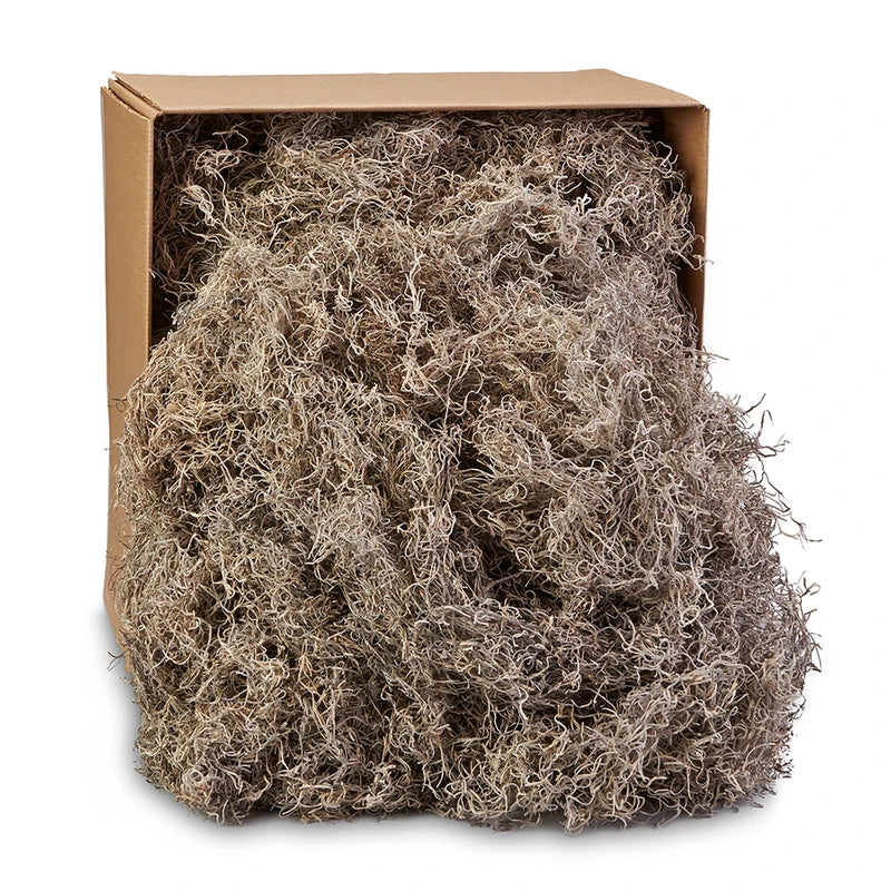 SMB5 | Spanish Moss | Natural | 5LB - A&B Wholesale Market Inc