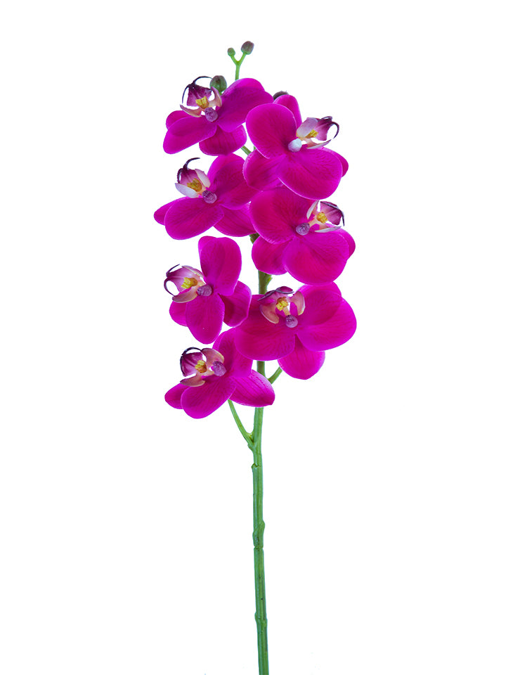 2230094FU | 24" | PHALAENOPSIS ORCHID | REAL TOUCH | FUCHSIA