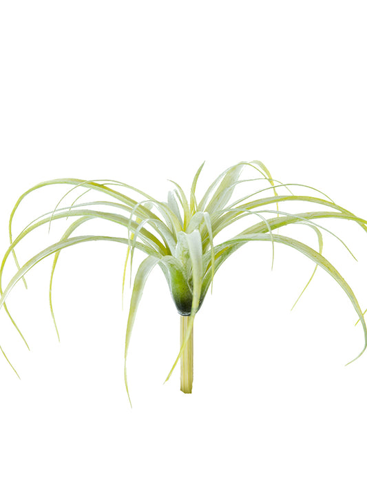 2130119SG 10.5" Tillandsia Tectorum - A&B Wholesale Market Inc