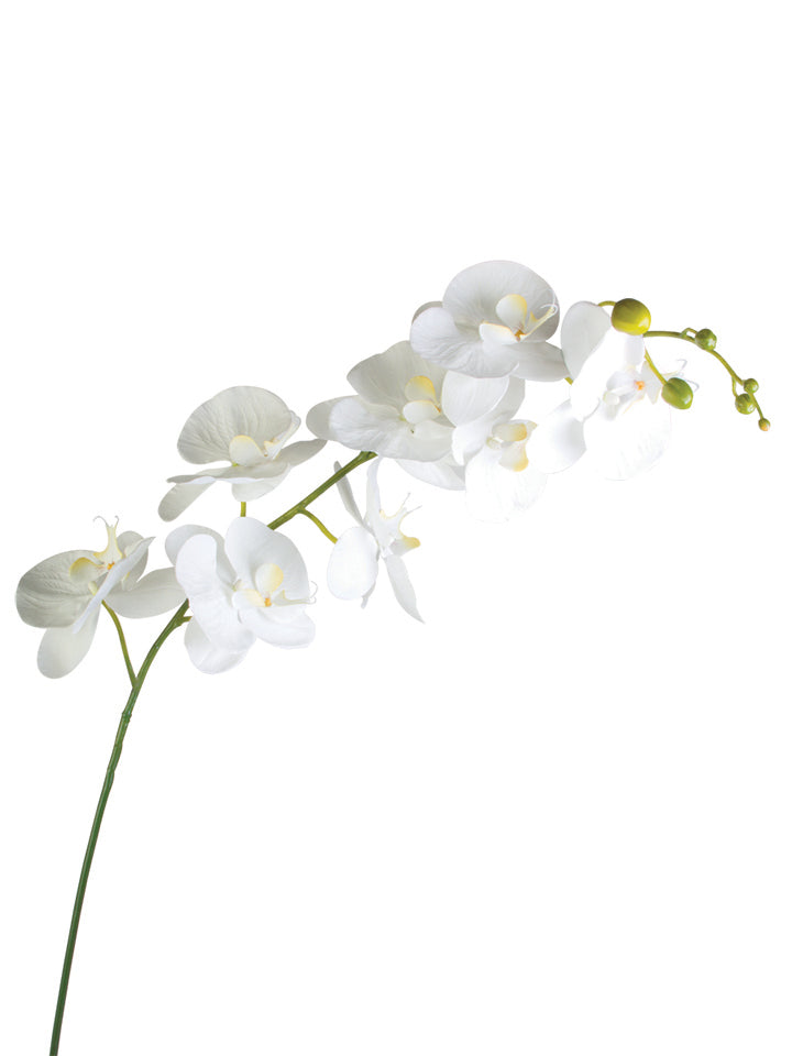 2230002WH | 60" | GIANT PHALAENOPSIS | REAL TOUCH | WHITE
