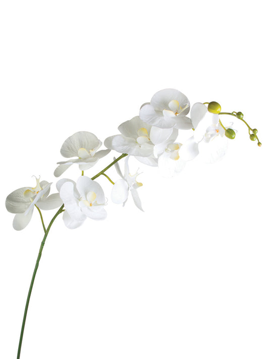 2230002WH | 60" | GIANT PHALAENOPSIS | REAL TOUCH | WHITE