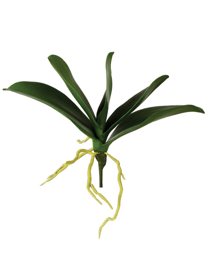 2230035GR | 10.5" | PHALAENOPSIS LVS x5 | GREEN - A&B Wholesale Market Inc