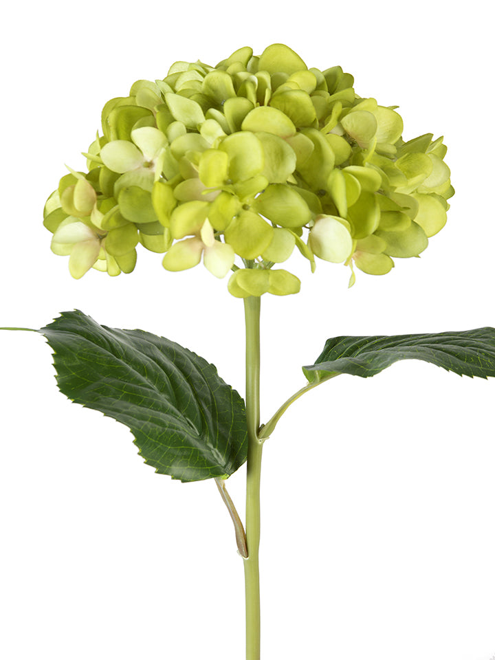 2255060GR | 21" | MOPHEAD HYDRANGEA | GREEN