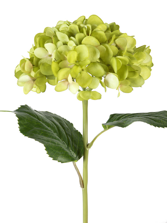 2255060GR | 21" | MOPHEAD HYDRANGEA | GREEN