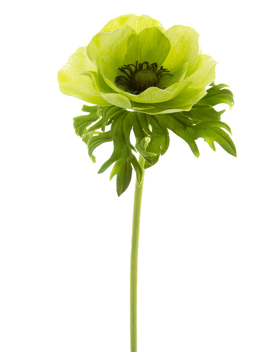 2270026LG  22" POPPY ANEMONE- LT. GREEN