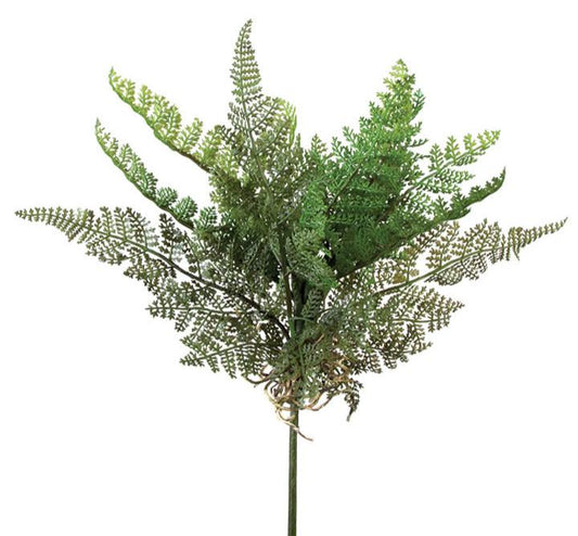 2320015GR  12" CEDAR FERN PLANT