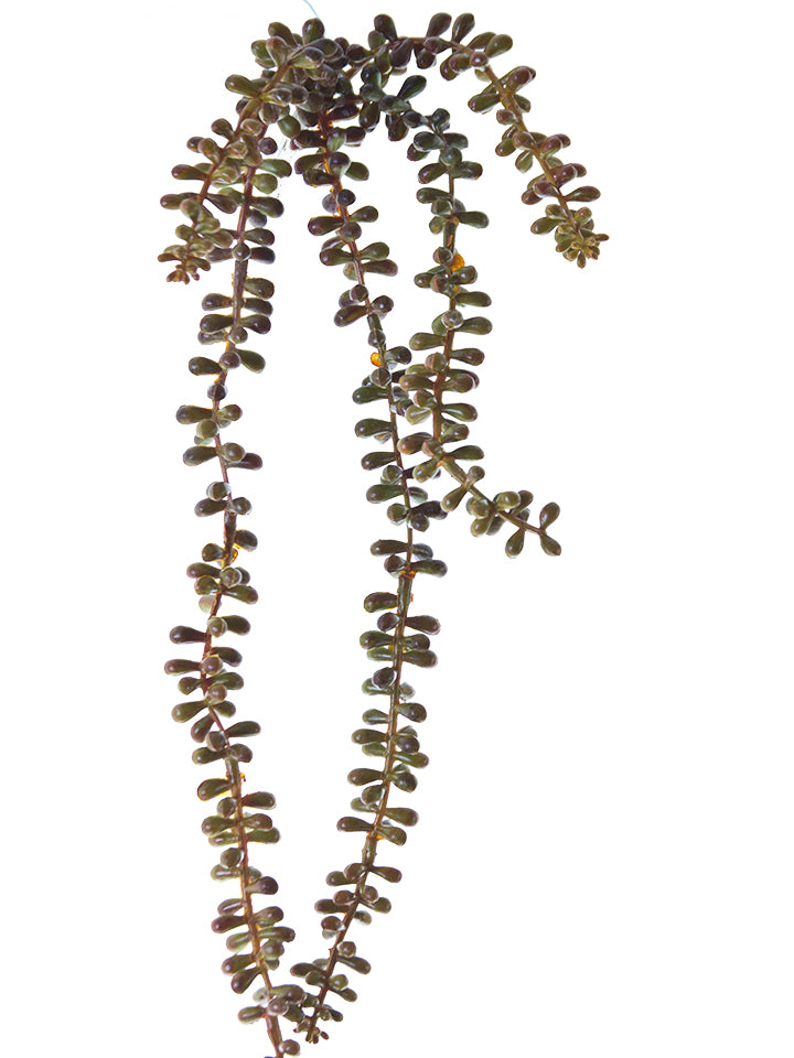 233431YB | 23" | SEDUM X5 W/STEM | YELLOW/BLUE