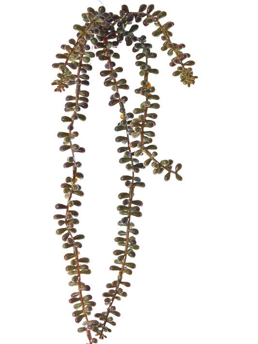 233431YB | 23" | SEDUM X5 W/STEM | YELLOW/BLUE