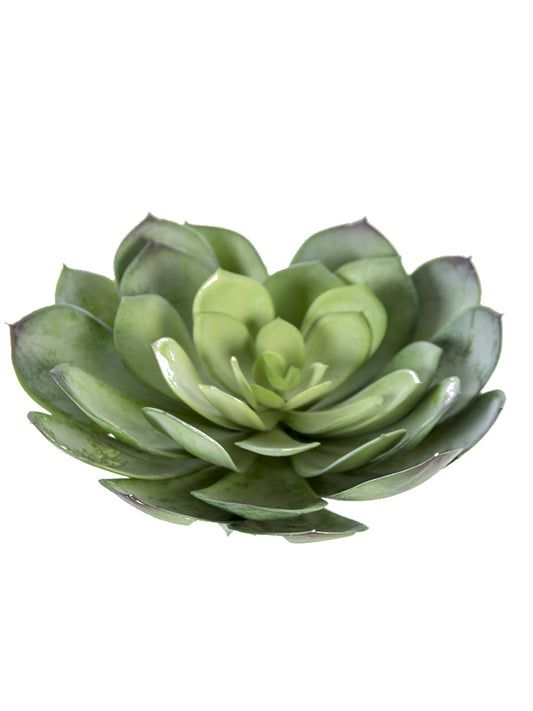 2130126GR 7" Aeonium Pick - A&B Wholesale Market Inc