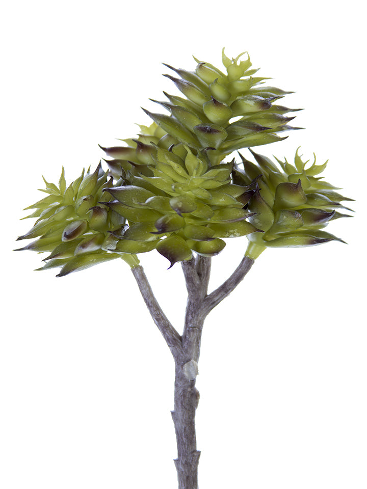 2130128GB | 7.5" | ECHEVERIA CHINESIS PICK | GREEN/BURGUNDY