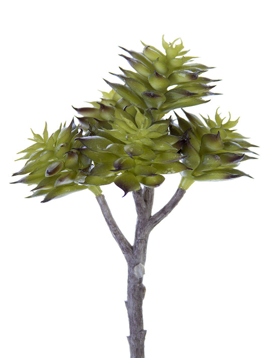 2130128GB | 7.5" | ECHEVERIA CHINESIS PICK | GREEN/BURGUNDY