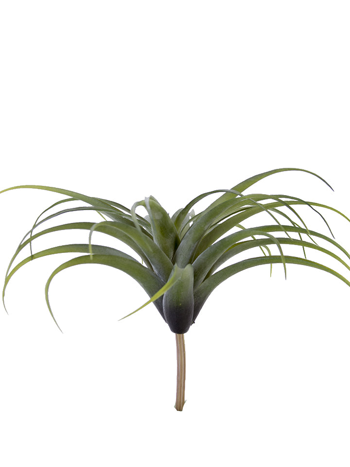 2130131GG 11.5" Air Plant - A&B Wholesale Market Inc