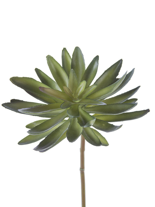 2130147GR | 11" | ECHEVERIA LONG LEAF PICK | GREEN