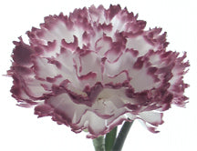 24244142 | CARNATION SPRAY | LAVENDER/WHITE
