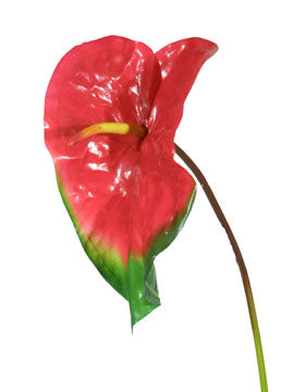262595 | ANTHURIUM XL | RED/GREEN