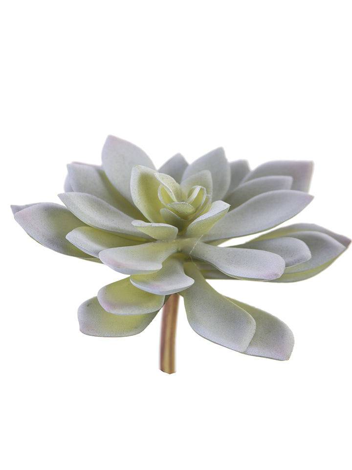 2130157GG  4" AEONIUM PLANT