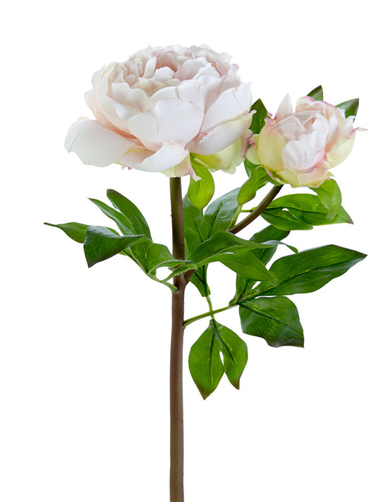 2253000BH | 23" | FRESH TOUCH PEONY 1F1B | BLUSH