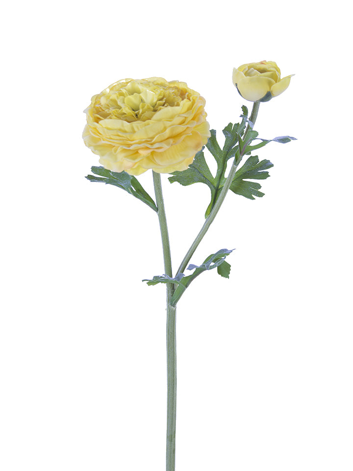 2256001YL | 22" | FRESH TOUCH BUTTERCUP RANUNCULUS | YELLOW - A&B Wholesale Market Inc