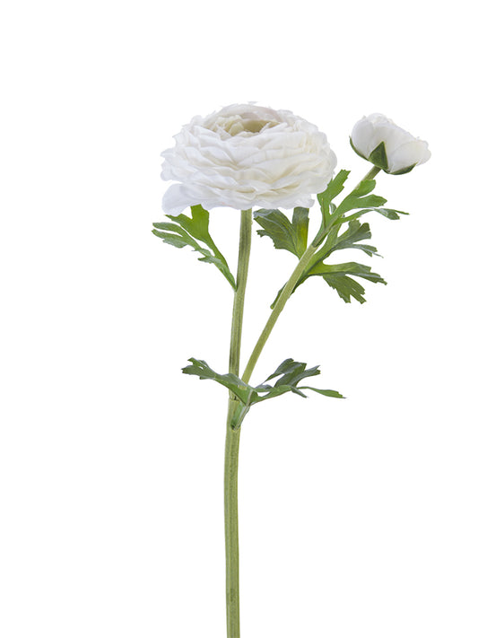 2256002WH  | 24" | FRESH TOUCH ASIATIC RANUNCULUS | WHITE - A&B Wholesale Market Inc