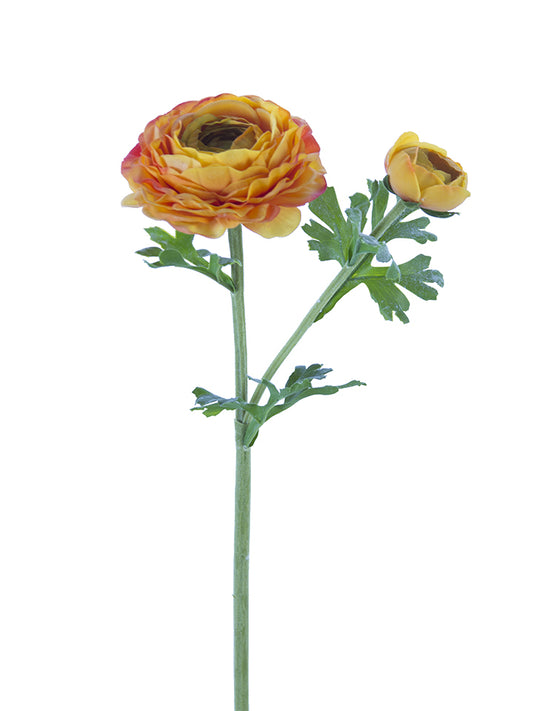 2256002YO  | 24" | FRESH TOUCH ASIATIC RANUNCULUS | YELLOW/ORANGE - A&B Wholesale Market Inc