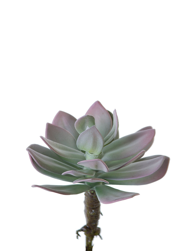 2130191GM 6" Aeonium Pick - A&B Wholesale Market Inc