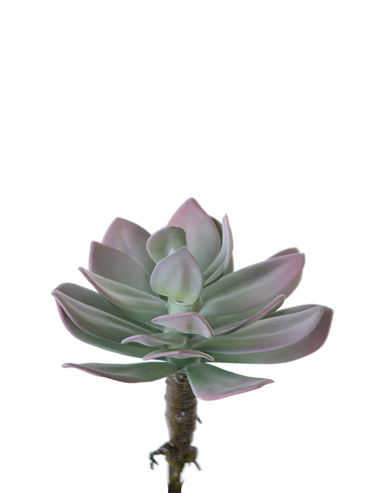 2130191GM 6" Aeonium Pick - A&B Wholesale Market Inc
