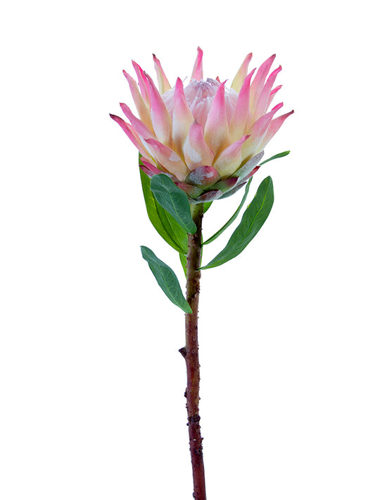 2258034PC | 30" | OPEN KING PROTEA | PINK/CREAM