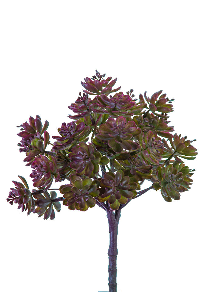 2130197BG  10.5" AEONIUM BUSH- BURGUNDY/GREEN