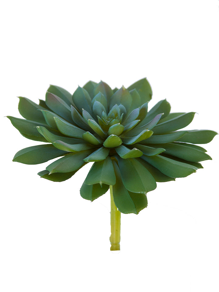 2130200SG 6.5" Aeonium Pick - A&B Wholesale Market Inc