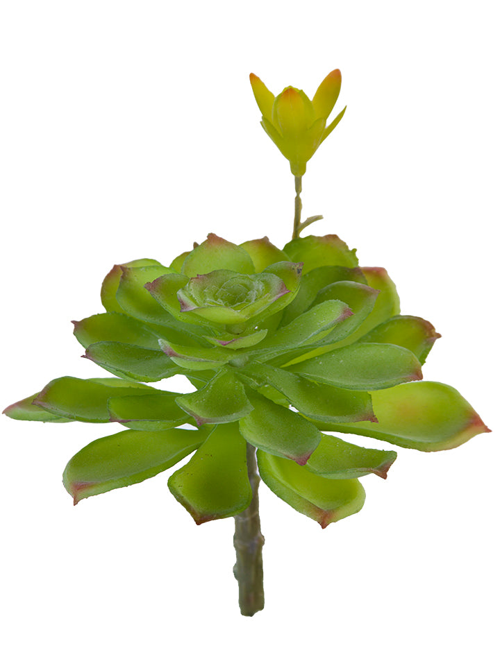 2130202LG 6" Aeonium Pick w/Bud - A&B Wholesale Market Inc