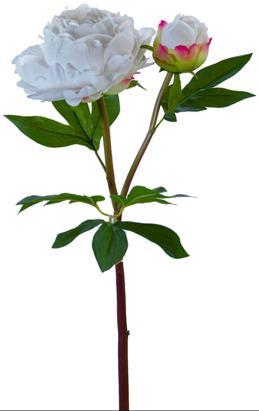 2253004WH | 26" | HEIRLOOM PEONY X1F1B | WHITE - A&B Wholesale Market Inc