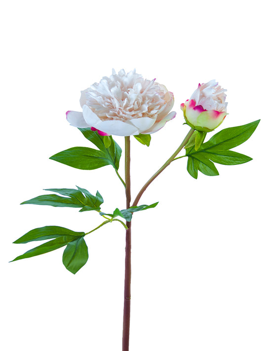 2253005BH | 26" | RUFFLED PEONY X1F1B | FRESH TOUCH | CREAM BLUSH - A&B Wholesale Market Inc