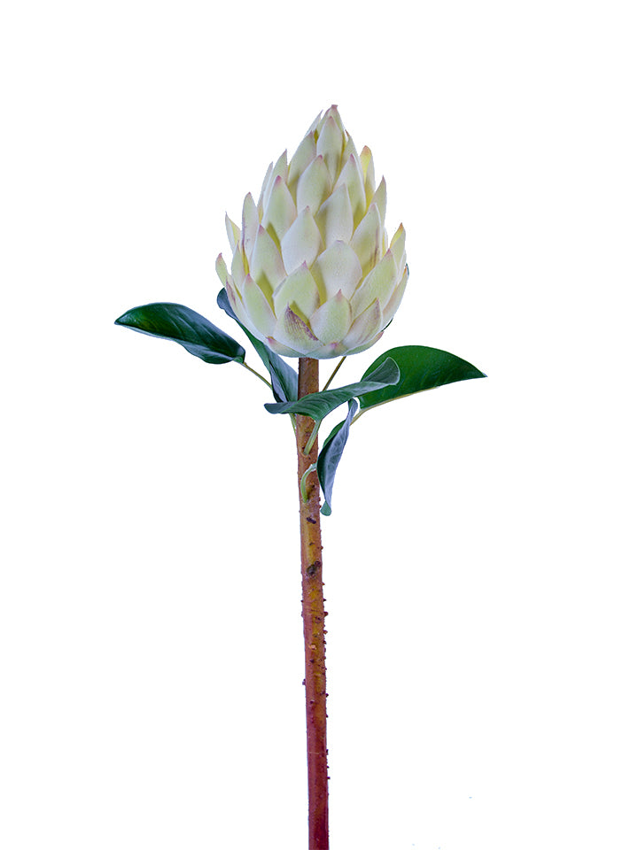 2258037CR | 28" | BANKSIA PROTEA | CREAM