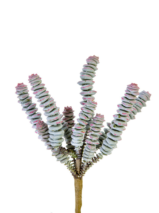 2130211GG | 8" | BURRO'S TAIL | GRAY/GREEN/PINK