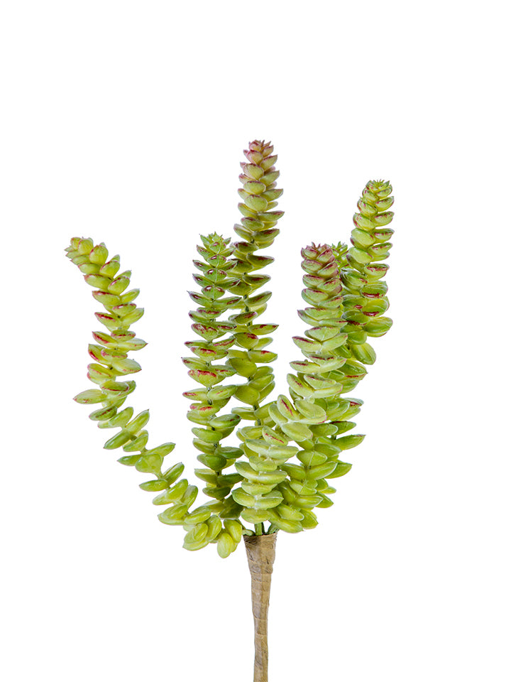 2130212GR | 11" | BURRO'S TAIL | GREEN