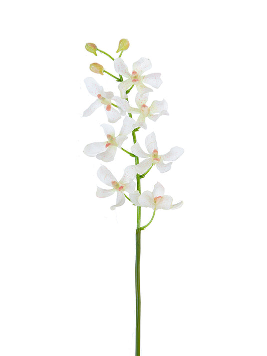 2230085CW | 24" | REAL TOUCH MOKARA ORCHID | CREAM/WHITE